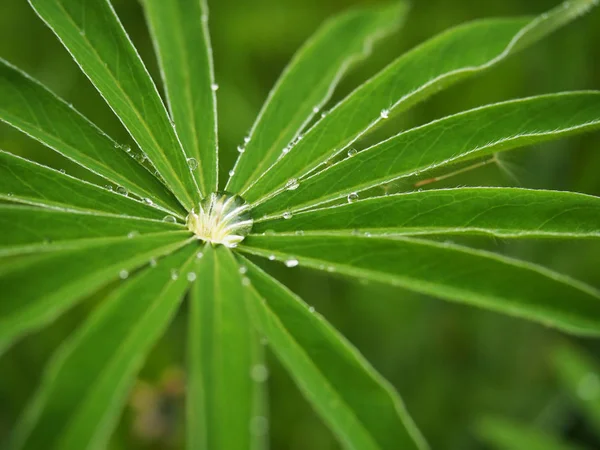 Regentropfen auf sternfrmigen Blatt