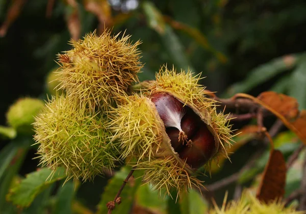 Ağaç başının üzerindeki kestane