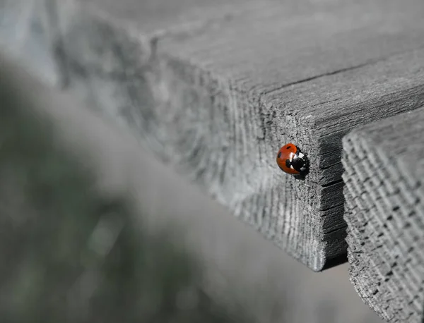 Gri ahşap üzerinde Ladybug