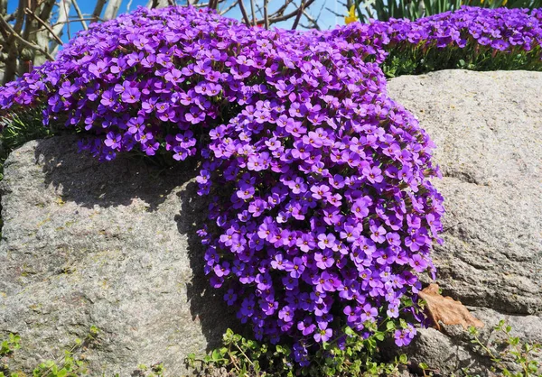 Aubrieta gracilis im Sonnenschein auf einer Steinmauer