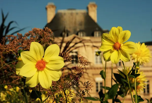 Zwei gelbe Blumen mit franzsischen Schloss im Hintergrund