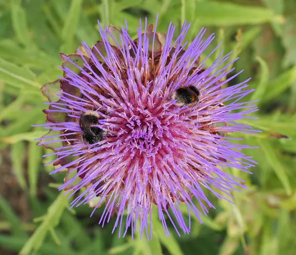 yaz aylarında enginar çiçeği üzerinde bumble arılar