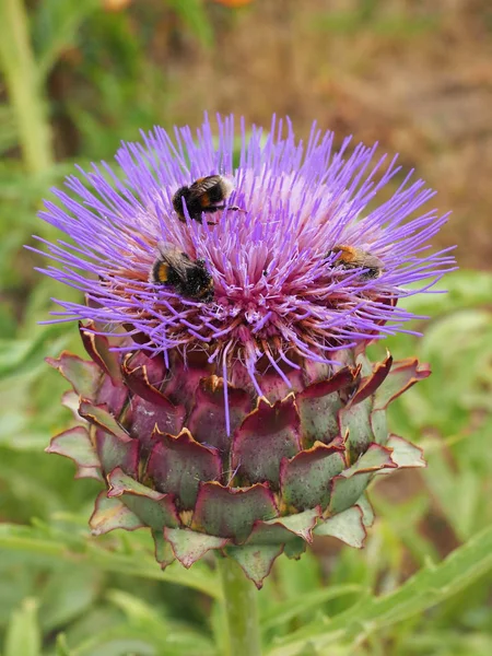 yaz aylarında enginar çiçeği üzerinde bumble arı