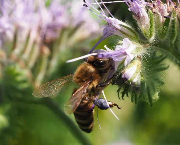 Пчела Желтом Цвете Летом — стоковое фото
