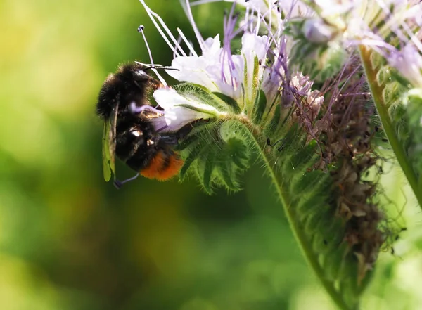 Bumble Pszczoła Kwitnąć Latem — Zdjęcie stockowe