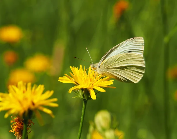 yaz aylarında sarı çiçek kelebek