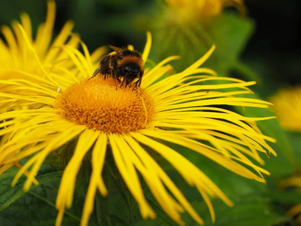 Trzmiel Pszczoła Żółtym Kwiatu Lecie — Zdjęcie stockowe