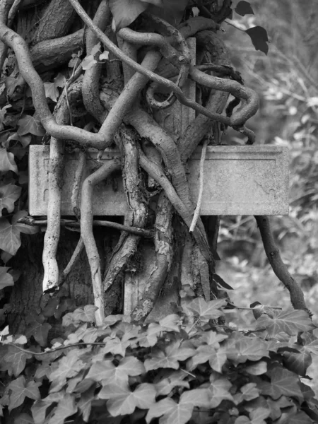 büyümüş mezarlık çapraz siyah ve beyaz