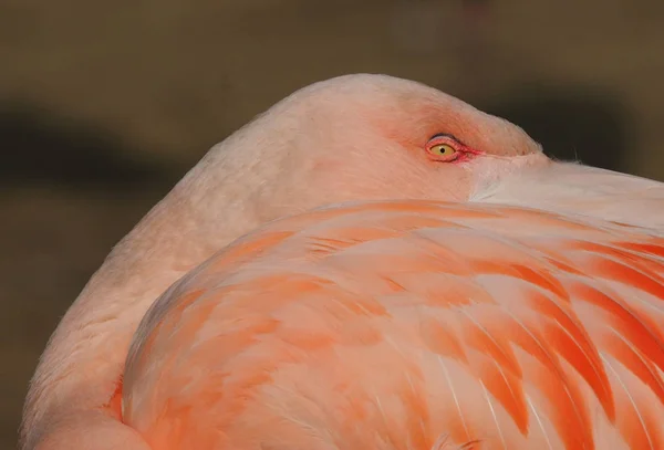 izole Flamingo bir göz bakışı