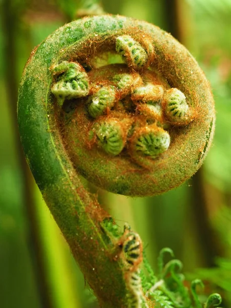 genç eğrelti otu yuvarlandı