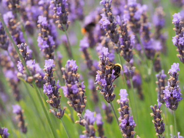 lavanta üzerinde Bumble bee