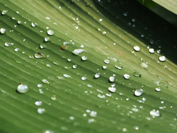 Muz Yaprak yağmur damlaları