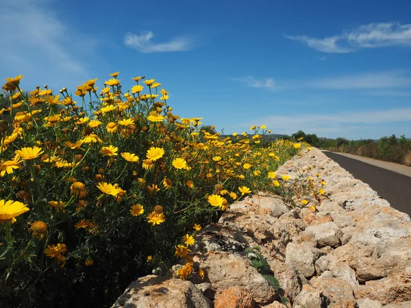 yalnız sokak yakınında çiçekleri ve taş duvar