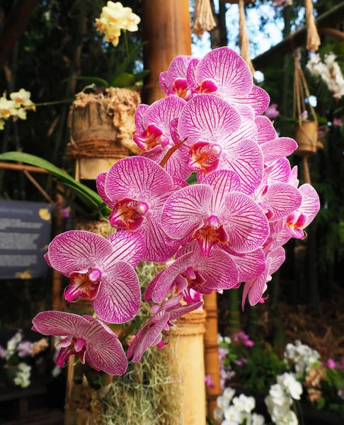 pembe orkide bambu ile yakın