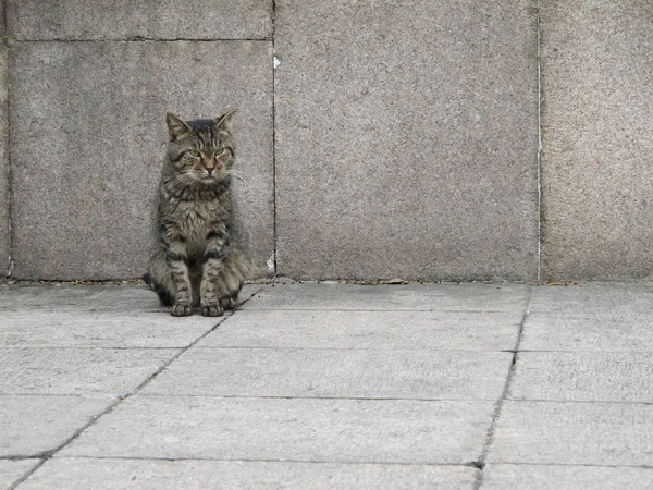 Schlecht gelaunte Katze vor grauem Hintergrund