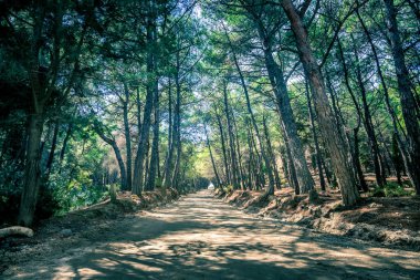 Kos Adası'Yunan ormandaki uzun boş yol