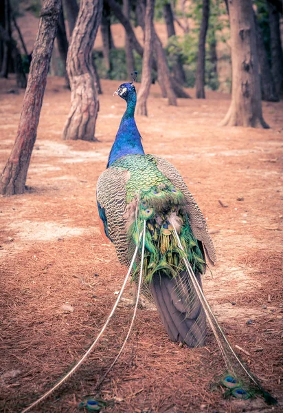 Beautiful Peacock Its Natural Environment Kos Island Greece — Stock Photo, Image