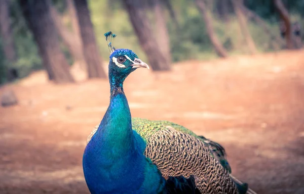 Beautiful Peacock Its Natural Environment Kos Island Greece — Stock Photo, Image