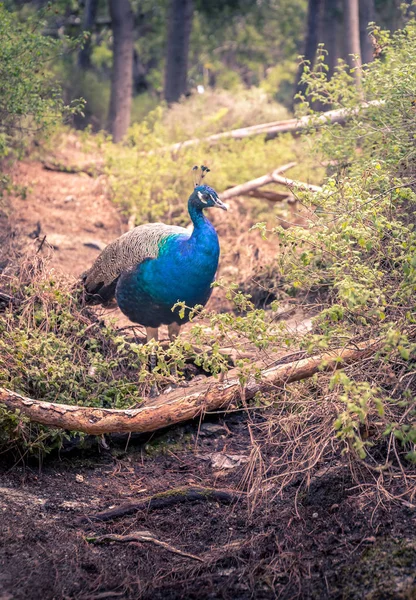 Beautiful Peacock Its Natural Environment Kos Island Greece — Stock Photo, Image