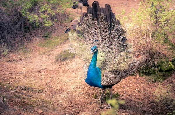 Beautiful Peacock Its Natural Environment Kos Island Greece — Stock Photo, Image