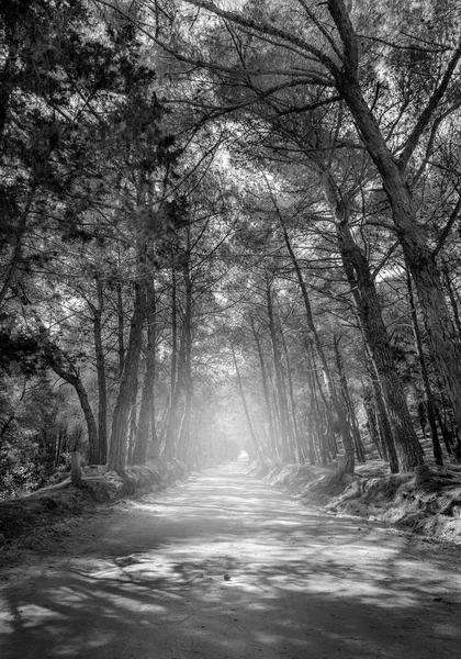 希腊科斯岛上的黑白森林路 — 图库照片