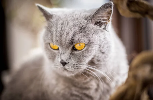 英国短毛猫猫的肖像 蓝色和灰色的毛皮 场浅景深 — 图库照片