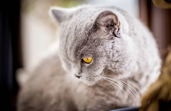 Portrait British Shorthair Cat Blue Grey Fur Shallow Depth Field — Stock Photo, Image