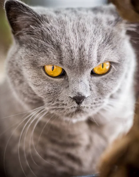 Portrait Chat British Shorthair Avec Fourrure Bleue Grise Profondeur Champ — Photo