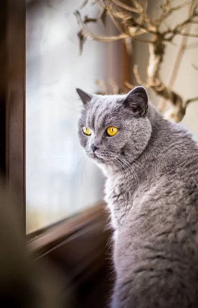 英国短毛猫猫的肖像 蓝色和灰色的毛皮 场浅景深 — 图库照片