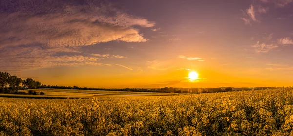 Sundown Idyllic Landscape Yellow Rape Field — Stock Photo, Image
