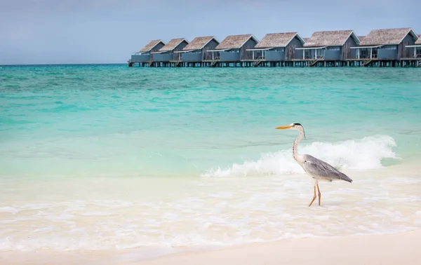 Tyrkysové Moře Volavka Písečné Pláži Maledivách Vodní Vily Pozadí — Stock fotografie