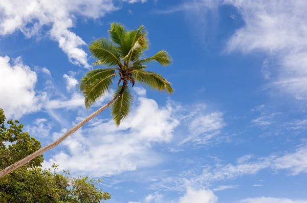 Kokosové Palmy Modrá Obloha Pláži Paradise Seychely — Stock fotografie
