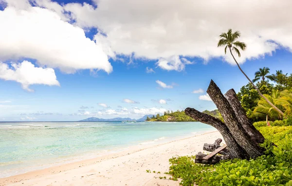 Kumlu plaj ve turkuaz Hint Okyanusu de Seyşeller pastoral sahne