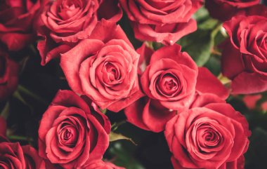 Closeup güzel taze kesilmiş kırmızı gül buketi