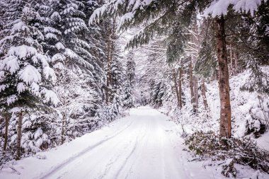 Kış manzarası. Yoğun orman karda örtülü yol.