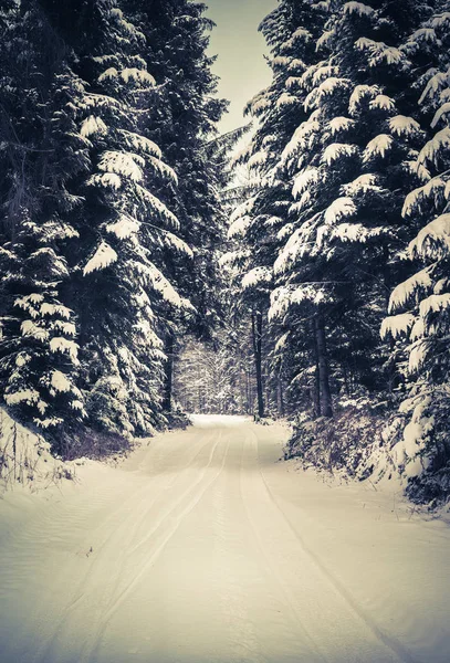 Winter Landscape Road Covered Snow Dense Forest — Stock Photo, Image