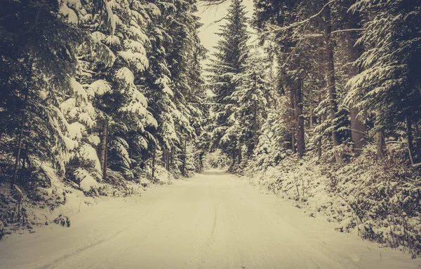 Winterlandschaft Straße Dichten Wald Mit Schnee Bedeckt — Stockfoto