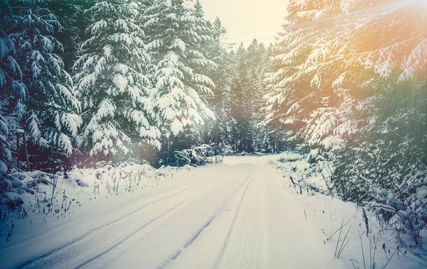 Winterlandschaft Straße Dichten Wald Mit Schnee Bedeckt — Stockfoto