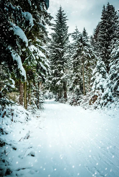 Kış manzarası. Yoğun orman karda örtülü yol.