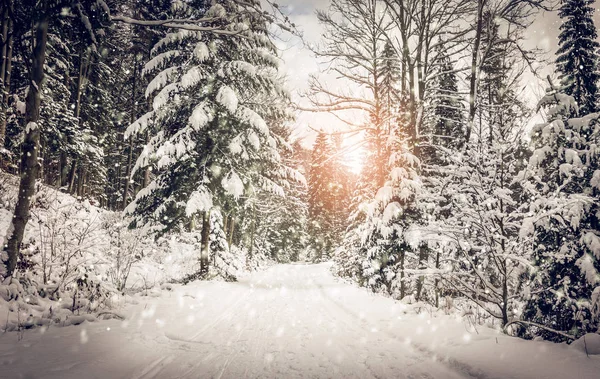 Winter Landscape Road Covered Snow Dense Forest — Stock Photo, Image