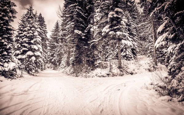 Winterlandschaft Straße Dichten Wald Mit Schnee Bedeckt — Stockfoto