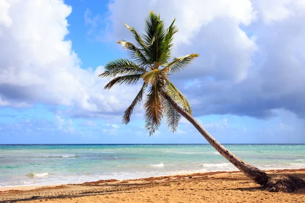 Sandy Beach Palm Дерево Домініканській Республіці — стокове фото