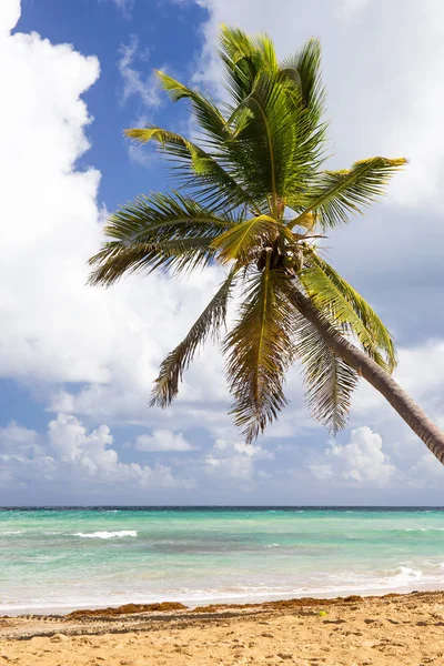 Piaszczysta Plaża Palmy Drzewa Dominikana — Zdjęcie stockowe