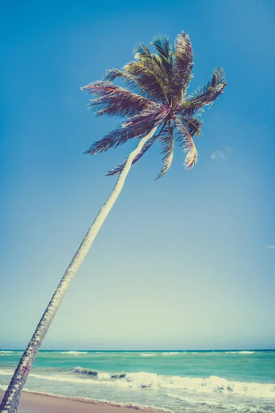 Sandy Beach Palm Дерево Домініканській Республіці — стокове фото