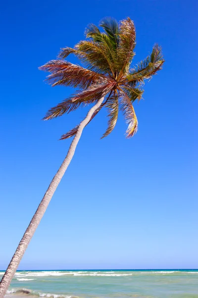 Palm Tree Caribbean Sea Dominican Republic — Stock Photo, Image