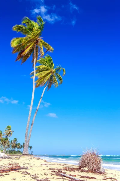 Palm Trees Caribbean Beach Dominican Republic — Stock Photo, Image