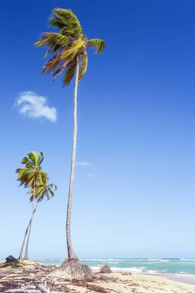 Sandy Beach Palmový Strom Dominikánské Republice — Stock fotografie