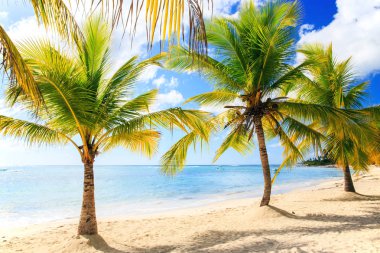 Karayip kumsalda güzel: Saona Island, Dominik Cumhuriyeti