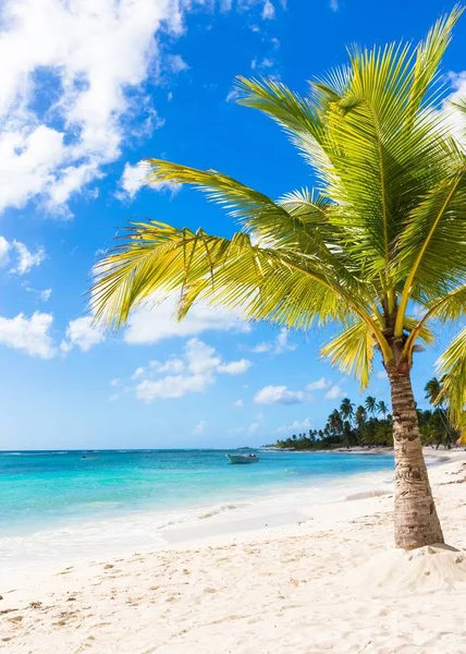 Belle Plage Caribéenne Sur Île Saona République Dominicaine — Photo