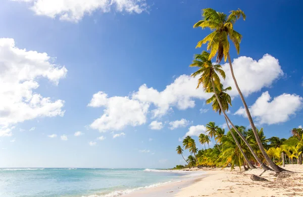 Piękna Karaibska Plaża Wyspie Saona Dominikana — Zdjęcie stockowe